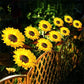 💐50% OFF ! Sunflower Solar Lights – Glowing Garden Decor 🌻🌙【Limited Offer】